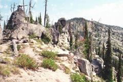 Koenigia phytolaccifolia