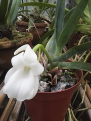 Angraecum magdalenae