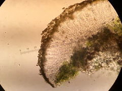 Candelariella lutella