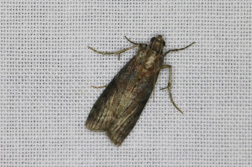 Dotted Oak Knot-horn, 6874 Wolfheze, Nederland, photo 8 of 10