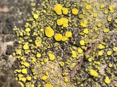 Candelariella lutella