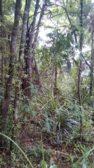 Melicytus macrophyllus