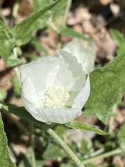 Malvella sagittifolia