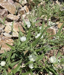 Malvella sagittifolia