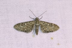 Eupithecia nanata