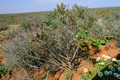 Ruschia subpaniculata