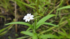 Epilobium palustre