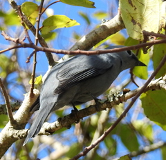 Coracina caesia caesia