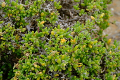 Delosperma crassum