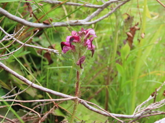 Pedicularis mixta