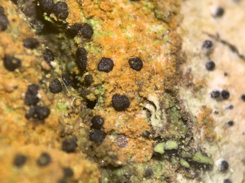Arthonia apatetica