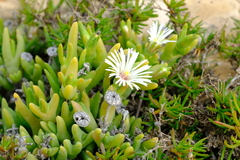 Vanzijlia annulata