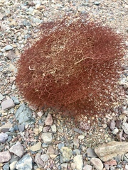 Eriogonum rixfordii