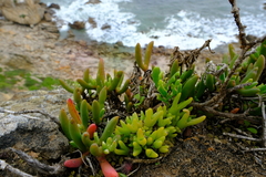 Vanzijlia annulata