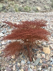 Eriogonum rixfordii