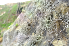 Roccellina hypomecha