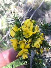 Pultenaea acerosa