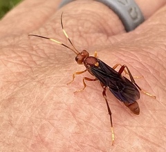 Trogomorpha trogiformis