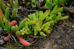 Vanzijlia annulata