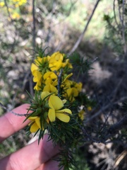 Pultenaea acerosa
