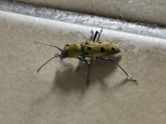 Chlorophorus glabromaculatus