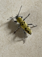 Chlorophorus glabromaculatus