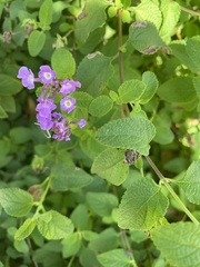 Mussaendeae