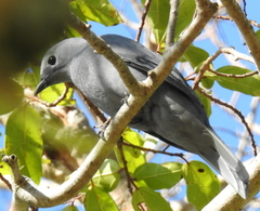 Coracina caesia caesia