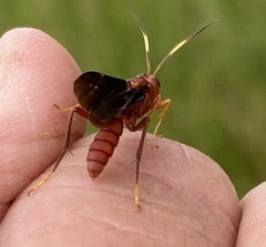 Trogomorpha trogiformis