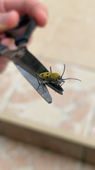 Chlorophorus glabromaculatus