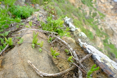 Vanzijlia annulata