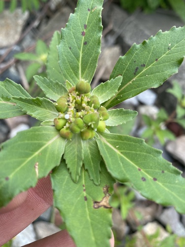 green poinsettia — photo 1