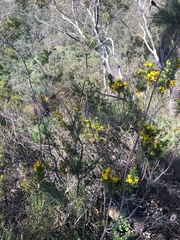 Pultenaea acerosa
