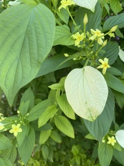 Mussaendeae