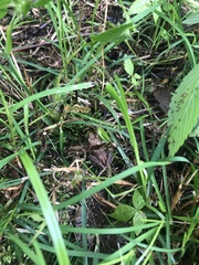 Lithobates sylvaticus image