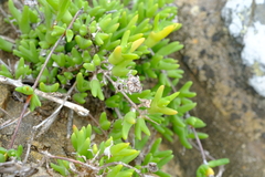 Vanzijlia annulata