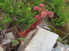 Sempervivum vicentei