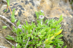 Vanzijlia annulata