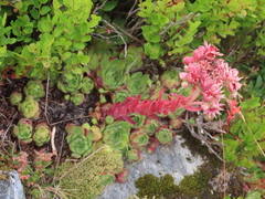 Sempervivum vicentei
