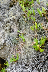 Vanzijlia annulata