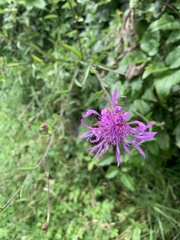 Centaurea