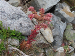 Sempervivum vicentei