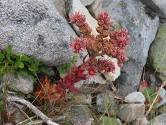 Sempervivum vicentei
