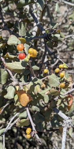 photo of Hollyleaf Redberry (Rhamnus ilicifolia)
