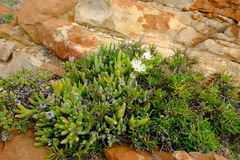 Vanzijlia annulata