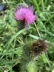 Cirsium