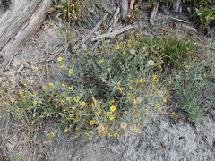 Heterotheca depressa