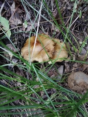 Inocybe