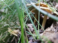 Inocybe