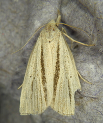 Macrochilo bivittata